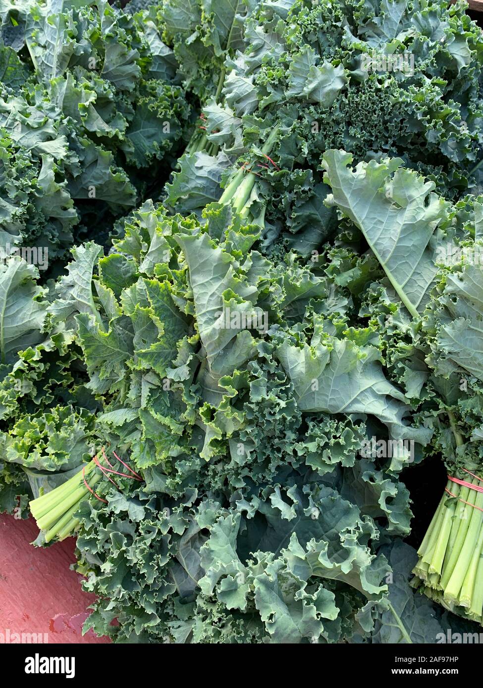 Fresh Kale, marché des producteurs. Alexandria, Virginia, USA. Banque D'Images