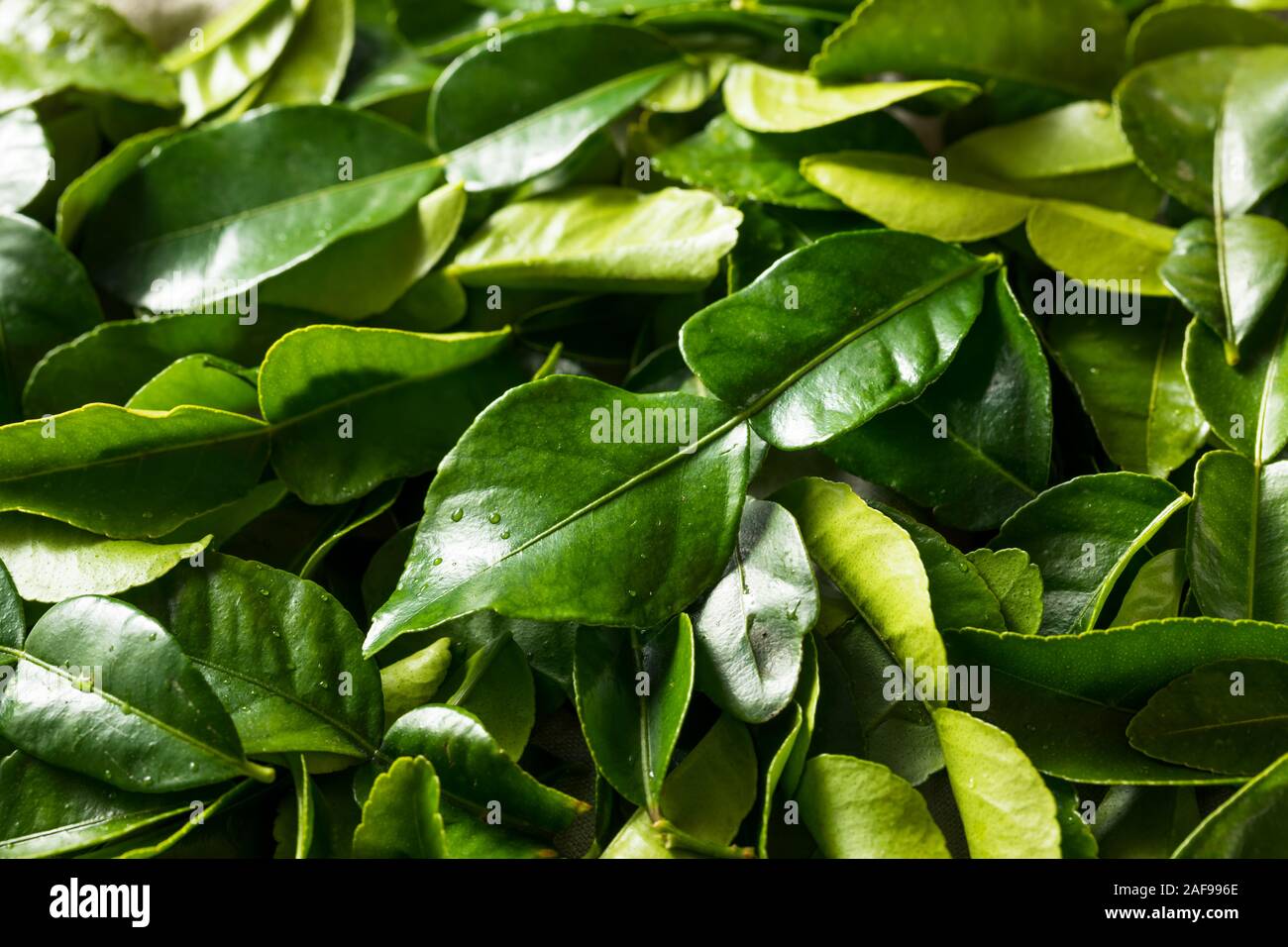 Matières organiques Vert feuilles de Lime dans un groupe Banque D'Images