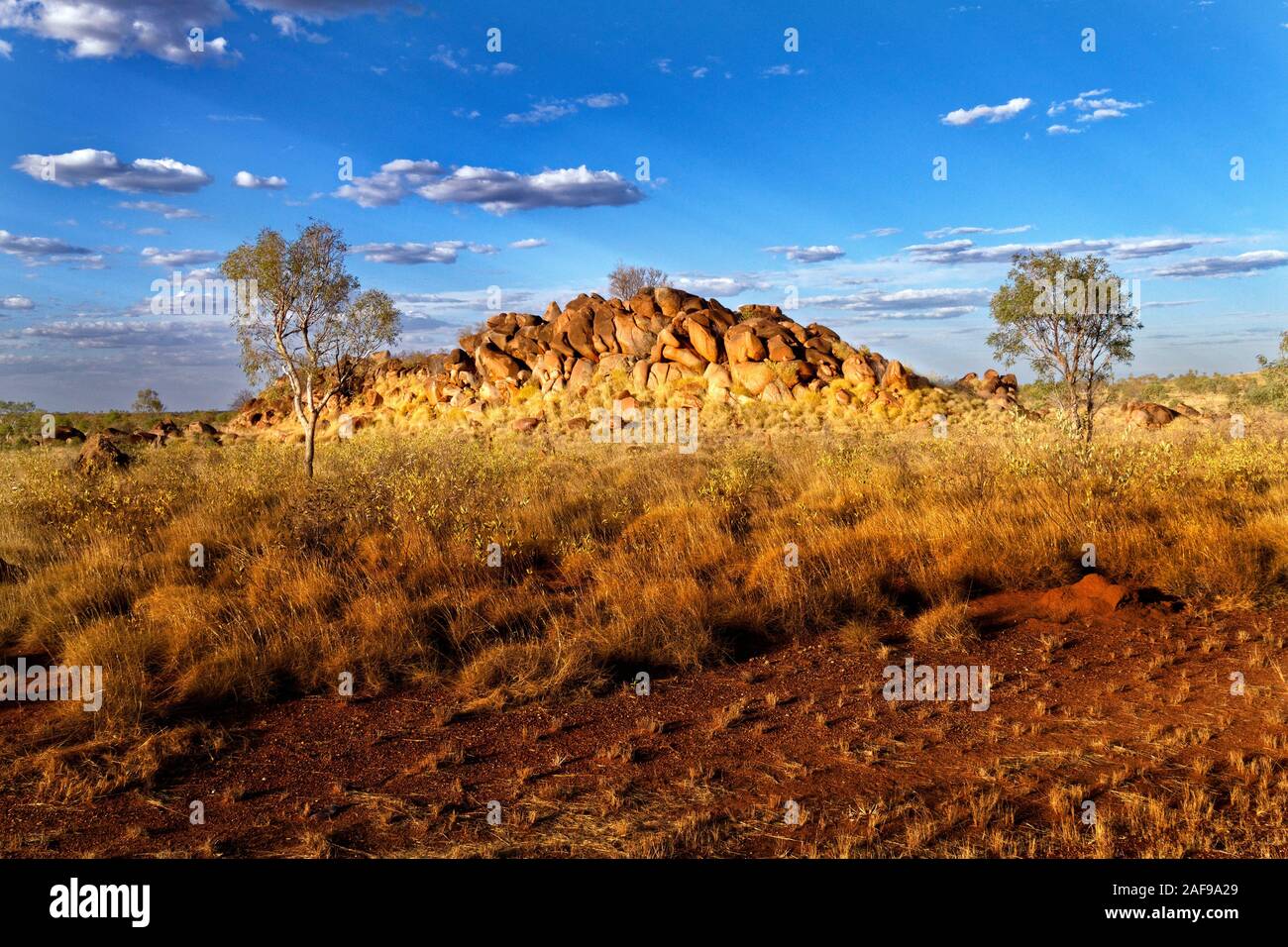 Eucalyptus avec mixed, West Kimberley, Australie occidentale Banque D'Images