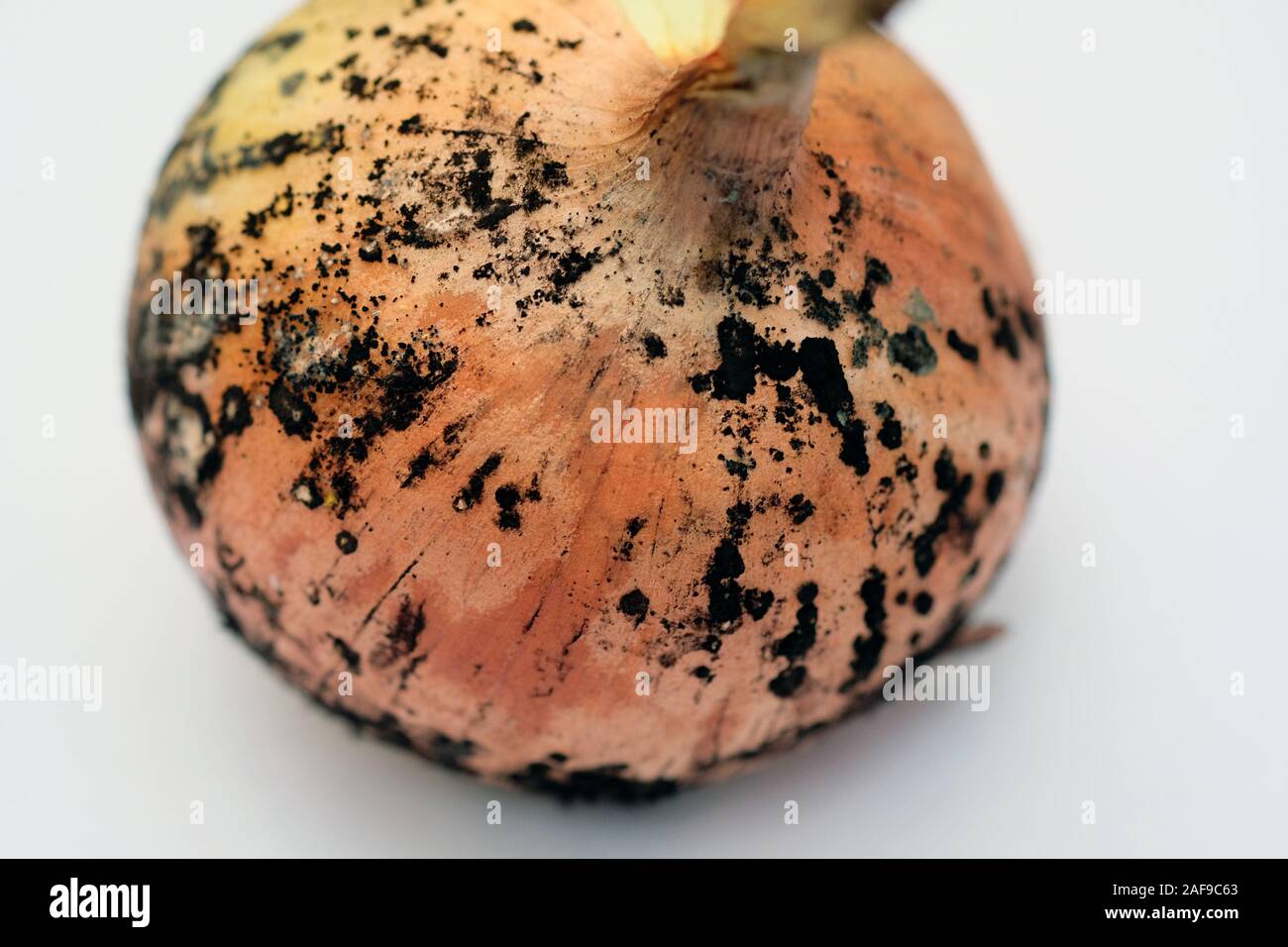 La moisissure noire oignons. La tête d'oignon avec golden husk et moule sur le dessus. Les maladies fongiques sur les légumes. Banque D'Images