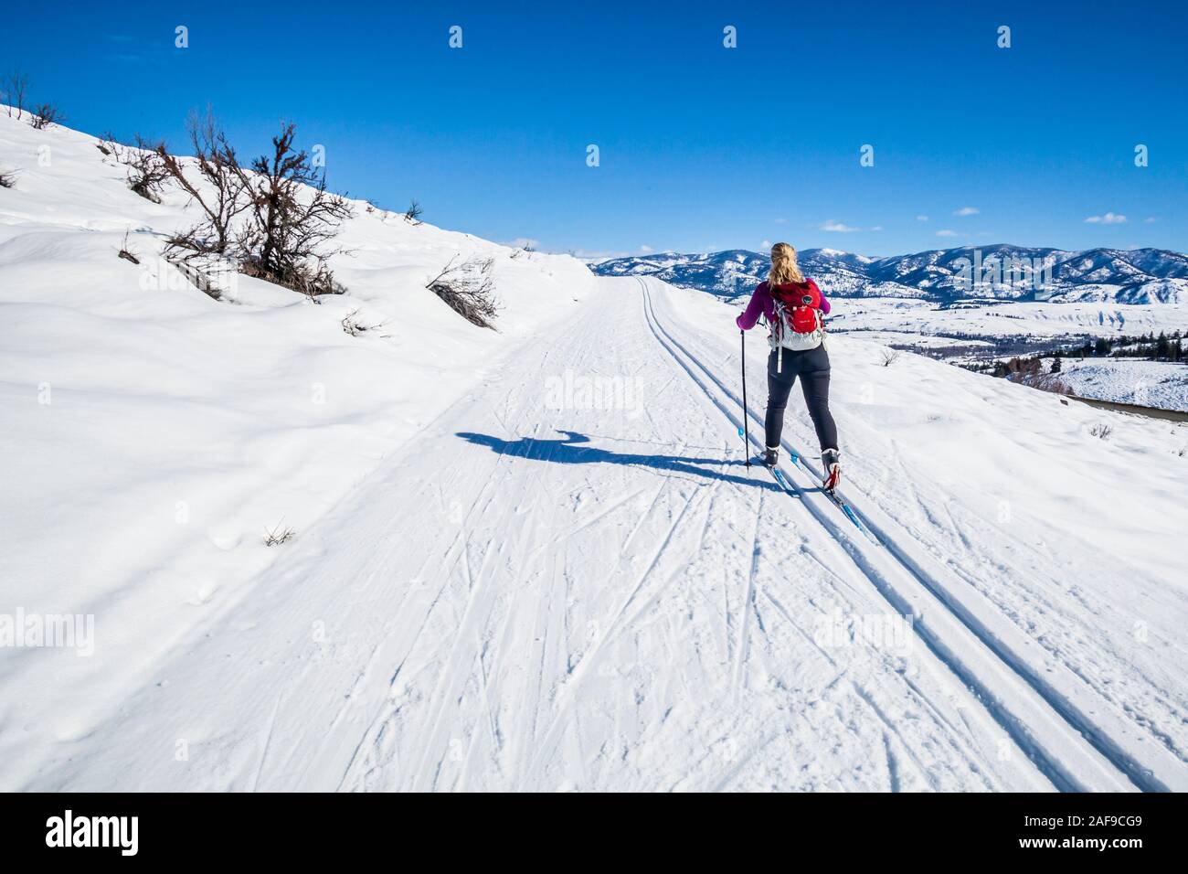 Une femme le ski de fond sur les sentiers près de Sun Mountain Lodge dans la vallée de Methow, État de Washington, USA. Banque D'Images