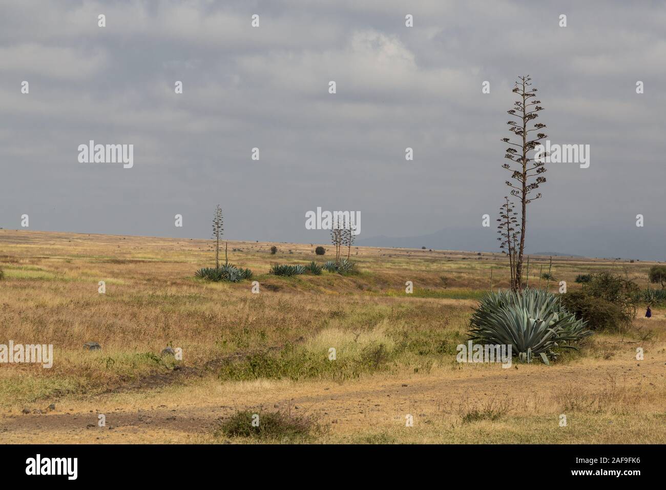 Région d'Arusha, Tanzanie du Nord. Les plantes qui poussent en sisal en saison sèche. Banque D'Images