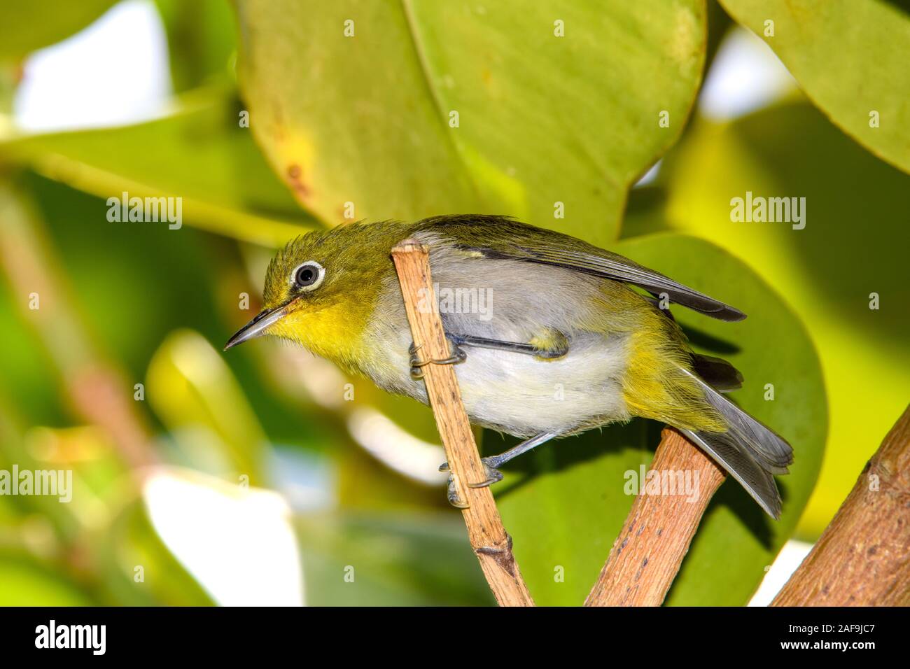 Gazouiller white-eye (Zosterops japonicus) close-up Banque D'Images