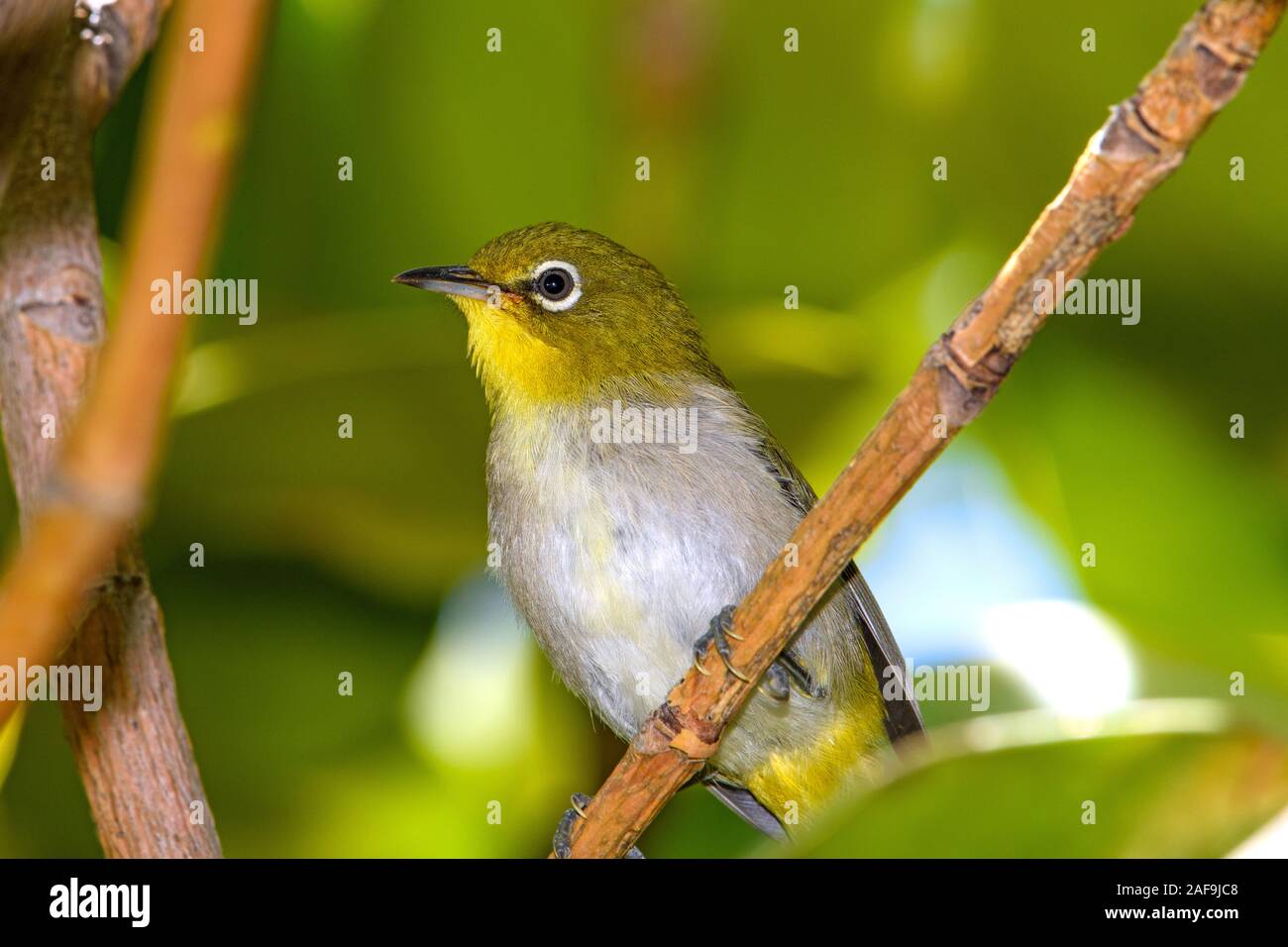Gazouiller white-eye (Zosterops japonicus) close-up Banque D'Images