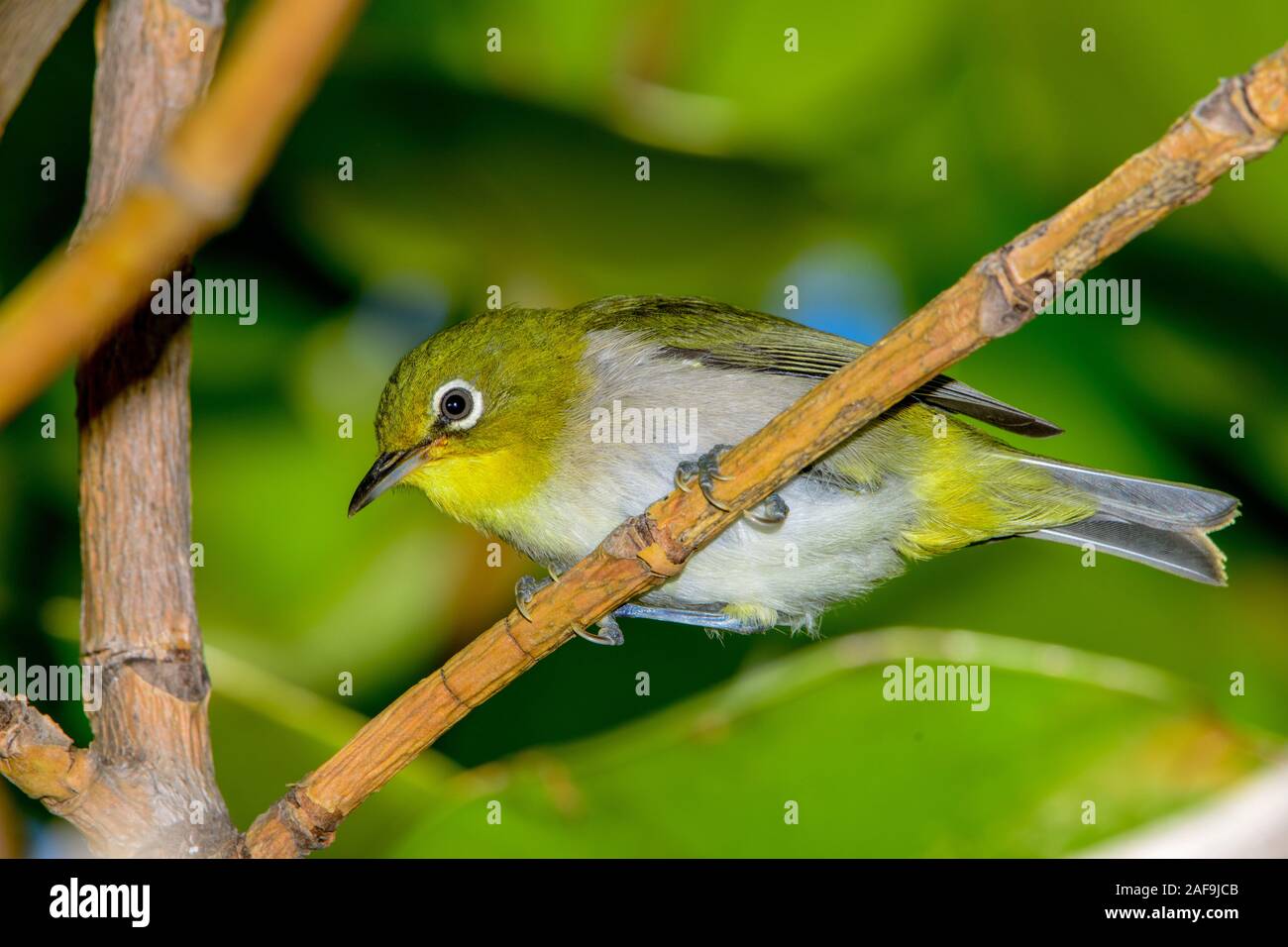 Gazouiller white-eye (Zosterops japonicus) close-up Banque D'Images