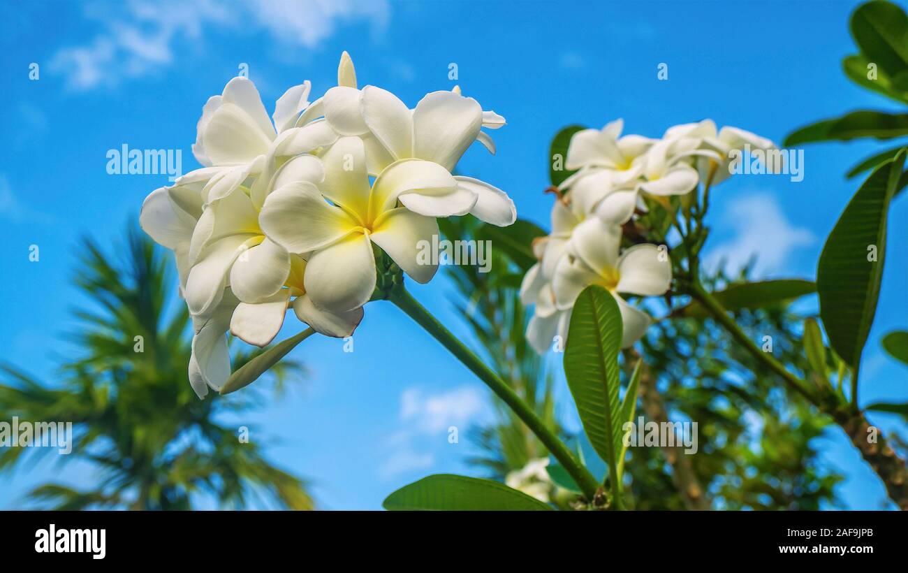 Fleurs blanc crème avec un centre jaune, fleurs parfumées sur un arbre plumeria, également connu sous le nom de frangipaniers. Banque D'Images