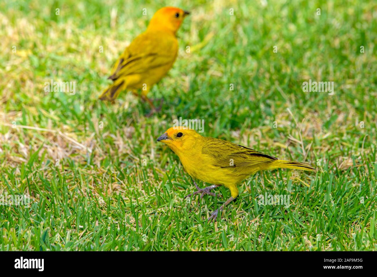 Sicalis flaveola Finch (safran) hommes debout dans l'herbe Banque D'Images