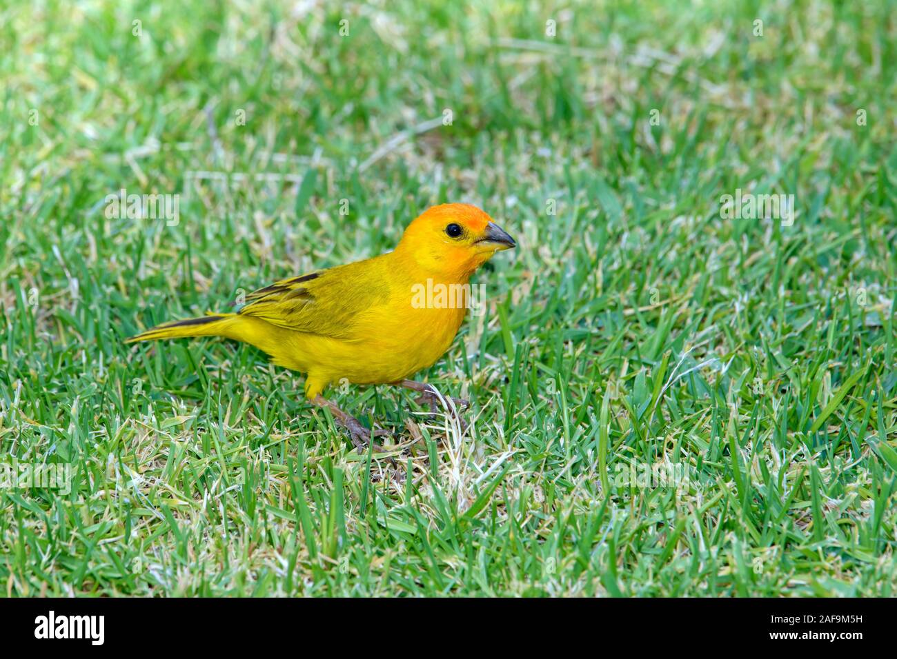 Sicalis flaveola Finch (safran) hommes debout dans l'herbe Banque D'Images