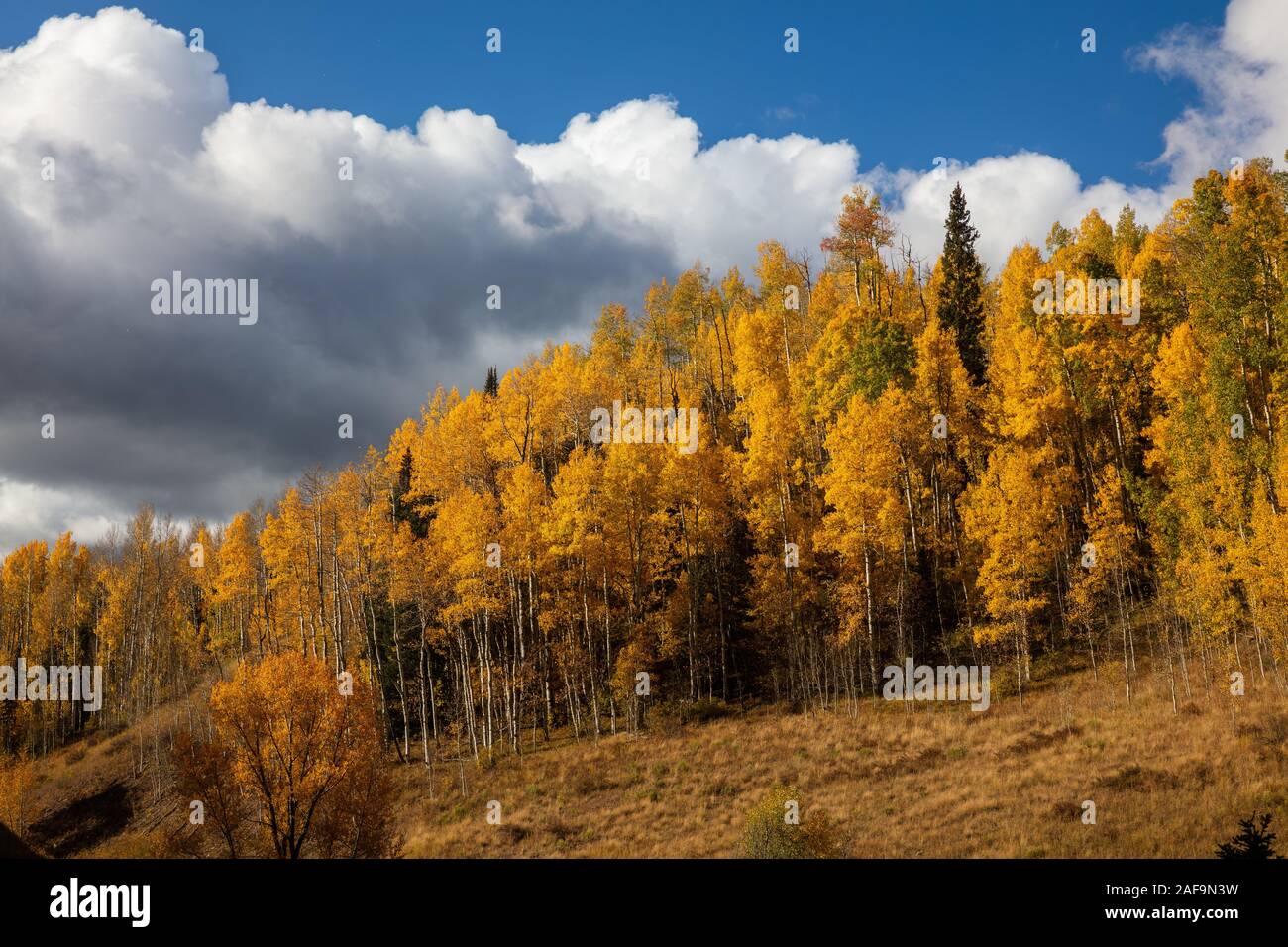 Golden tremen le long de Fall Creek Road, Wilson Mesa, San Juan Mountains, San Miguel County, Colorado Banque D'Images