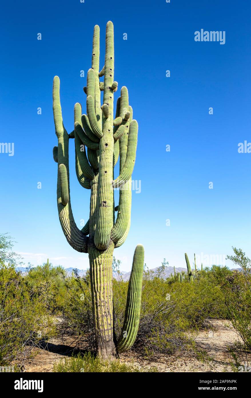 Vue d'un cactus Saguaro au Saguaro National Park dans le sud de l'Arizona Banque D'Images