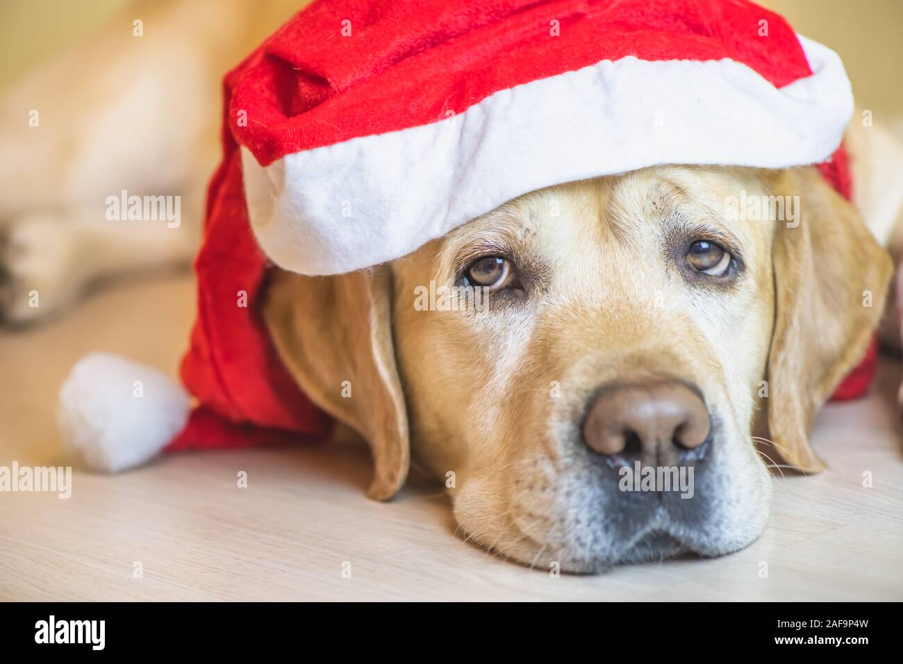 Chien Labrador dans une nouvelle année, la pac. Nouvelle Année. Noël Banque D'Images