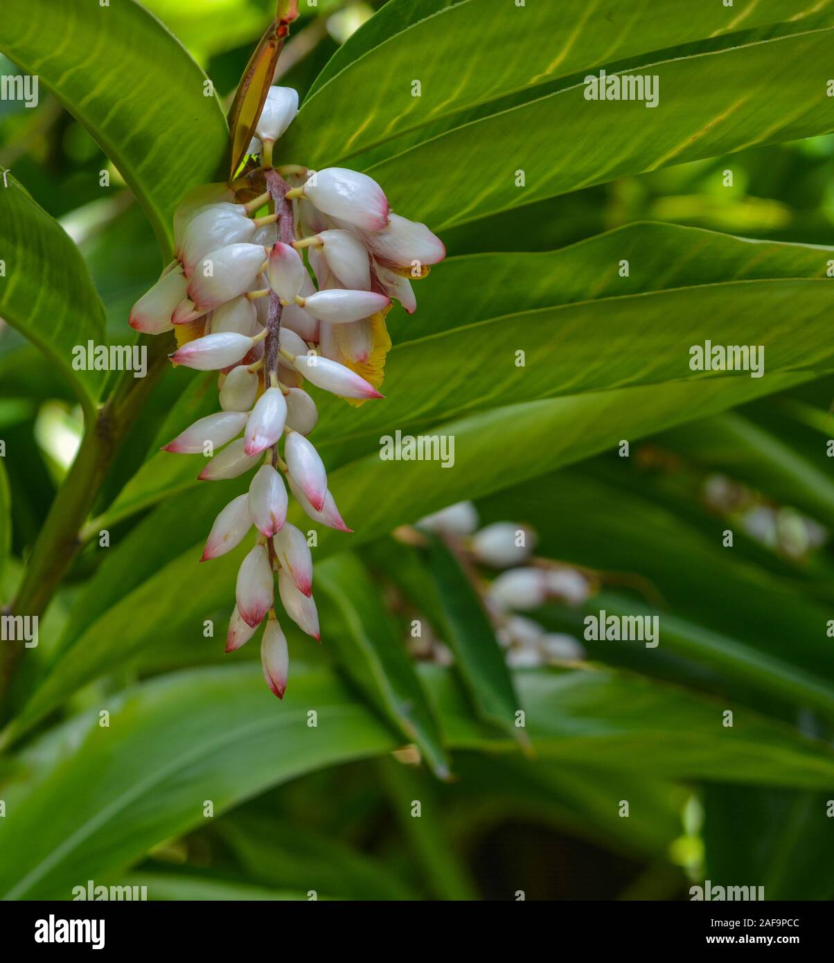 Alpinia zerumbet Gingembre, Shell, porcelaine rose Lily à Mckee Botanical Garden à Vero Beach, Indian River Comté, Floride USA Banque D'Images