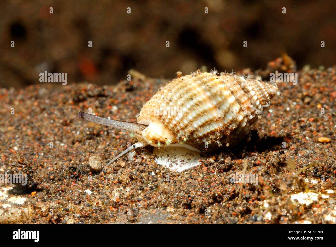 Escargot de mer, Nassarius albescens, rampant le long du sable et de l'œil. syphon montrant Souvent appelé Nassa blanchâtre. Tulamben, Bali, Indonésie. La mer de Bali, Indian Oc Banque D'Images