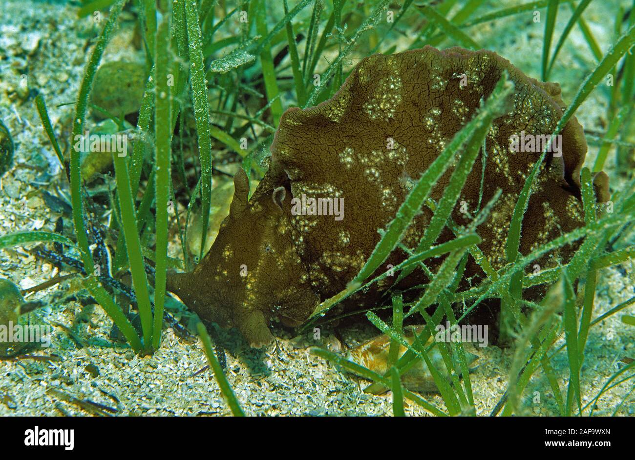 Lièvre de mer tacheté ou encrassé (lièvre de mer, Aplysia fasciata) en mer de l'herbe, Kas, Lykia, Turquie Banque D'Images