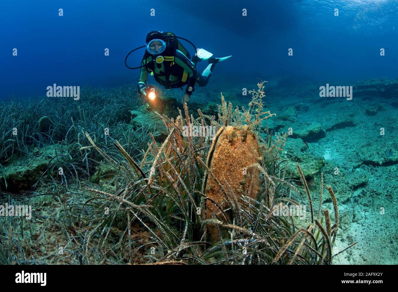 Scuba Diver à de rares coquilles Stylo Noble (Pinna nobilis) sur une algue marine, Bodrum, Turquie Banque D'Images