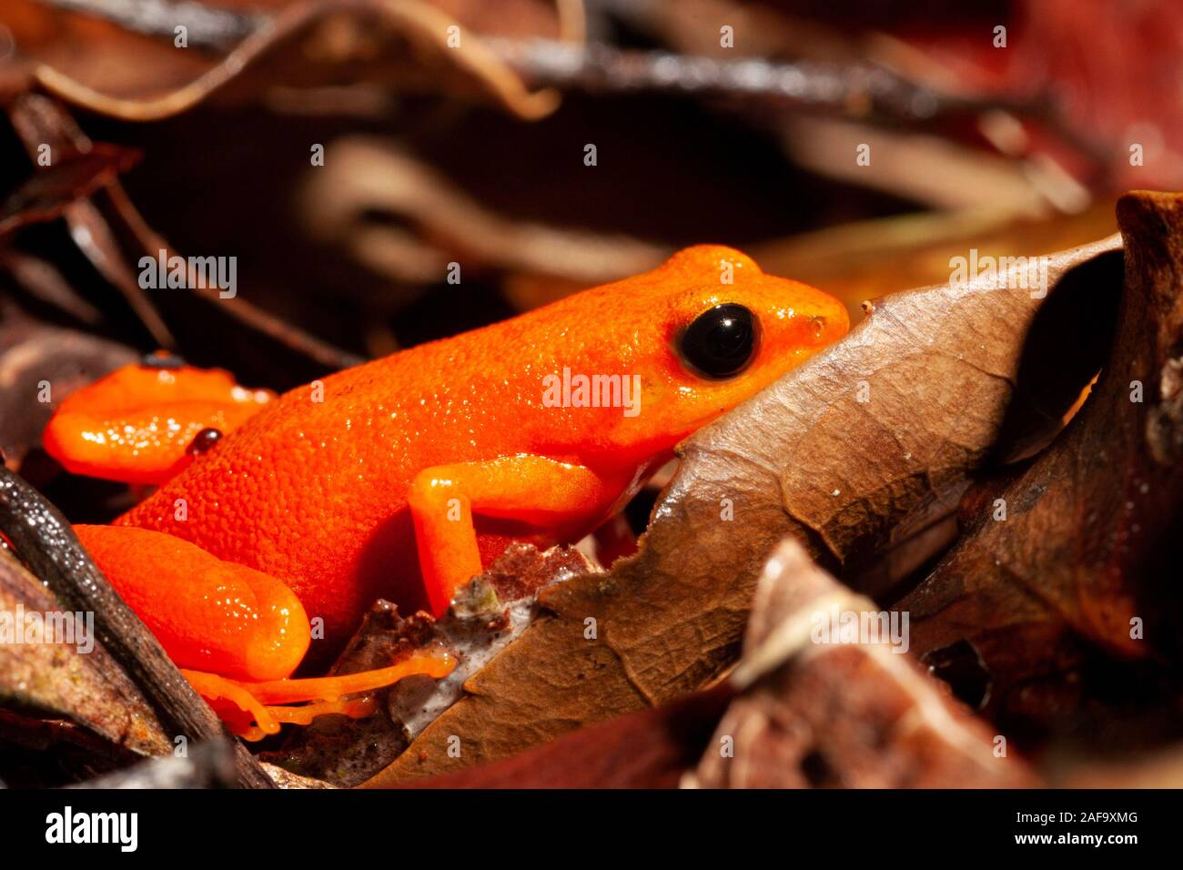 Grenouille Mantella aurantiaca d'Andasibe, Madagascar Banque D'Images