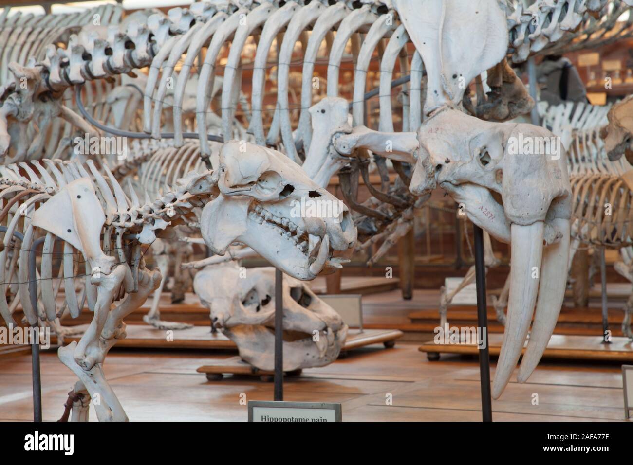 Dans la Galerie des squelettes de paléontologie et l'Anatomie Comparée à Paris Banque D'Images