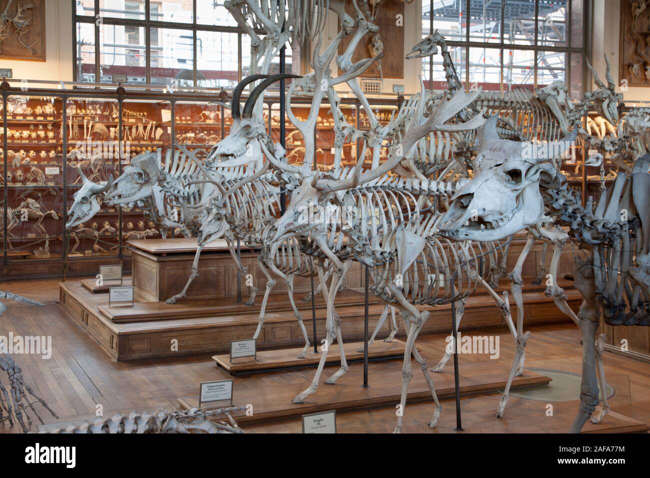 La Galerie de Paléontologie et d'Anatomie Comparée à Paris dispose d'une incroyable collection de squelettes, fossiles, et des spécimens biologiques historique Banque D'Images