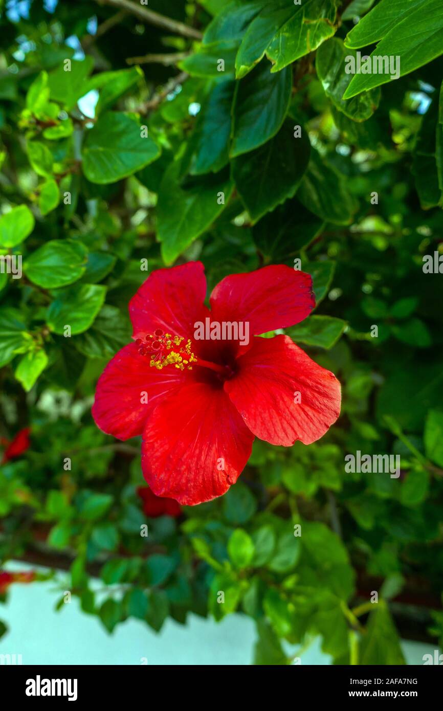 Fleur d'hibiscus rouge vif en face de feuillage vert, Kalymnos, Dodecanese, en Grèce, sur la mer Egée, Méditerranée, Banque D'Images Fleur d'hibiscus rouge vif en face de feuillage vert, Kalymnos, Dodecanese, en Grèce, sur la mer Egée, Méditerranée, Banque D'Images