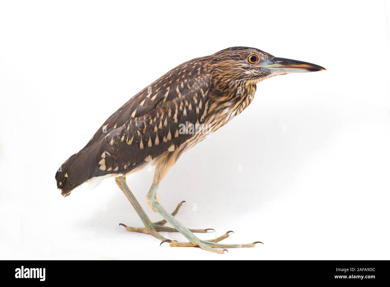 Juvenile bihoreau gris (Nycticorax nycticorax) isolé sur fond blanc Banque D'Images