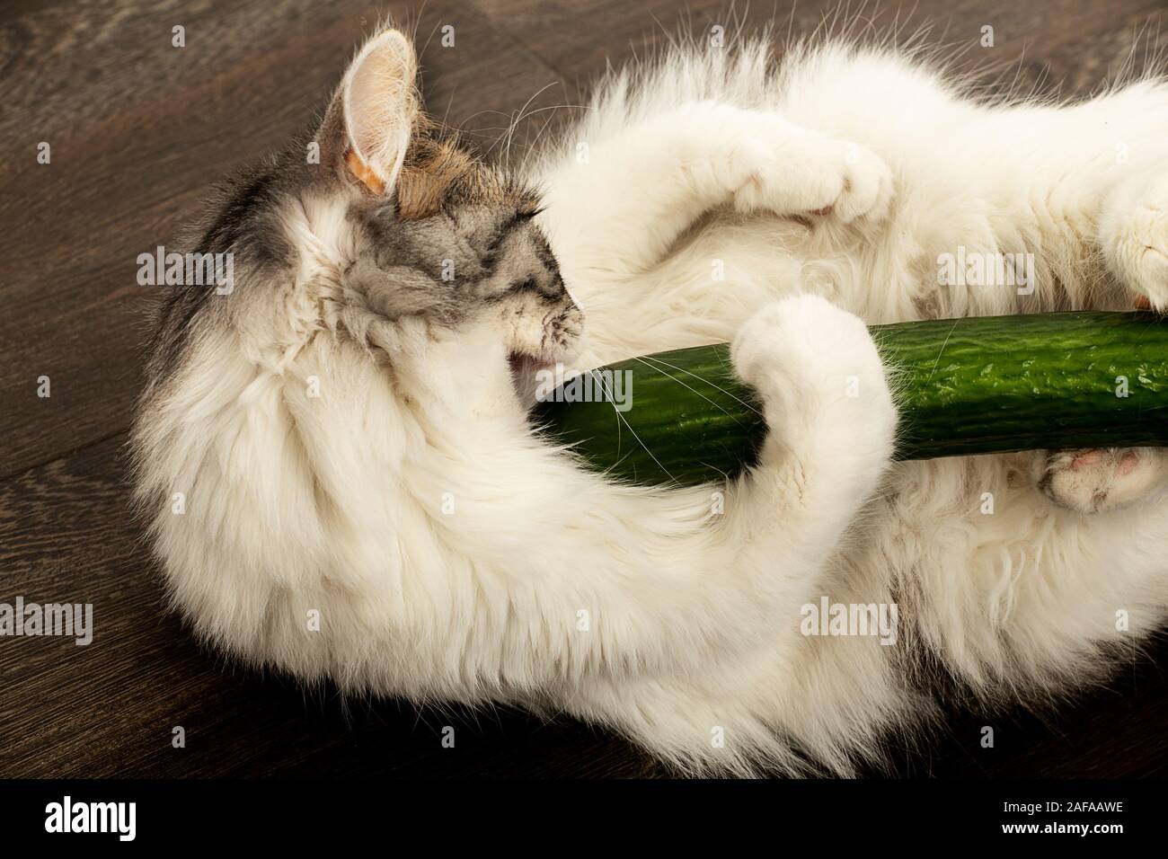 Fun Fluffy Chat Joue Avec Le Concombre Le Mange Sur Plancher En Bois Photo Stock Alamy