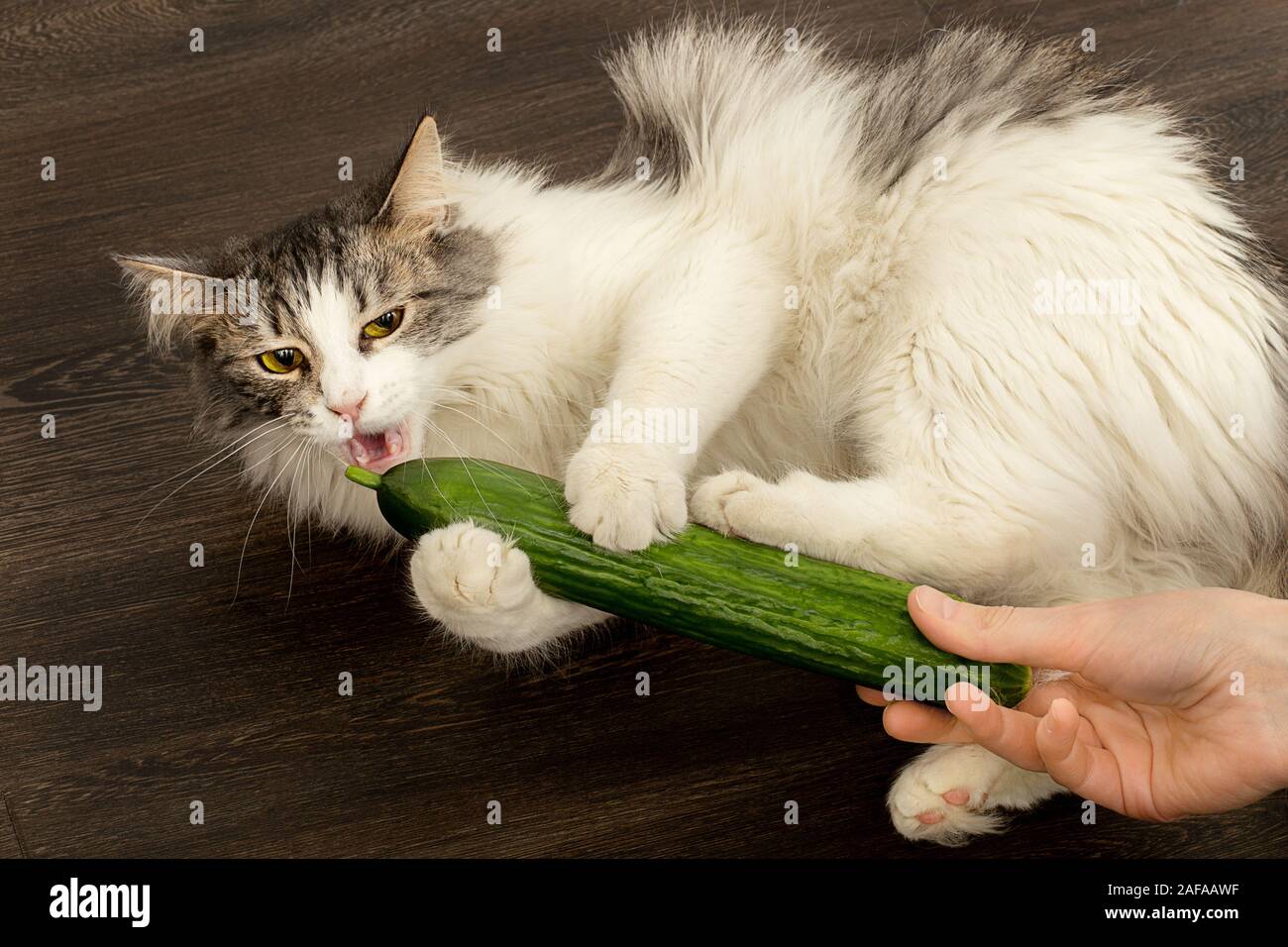 Fun Fluffy Chat Joue Avec Le Concombre Le Mange Sur Plancher En Bois Photo Stock Alamy