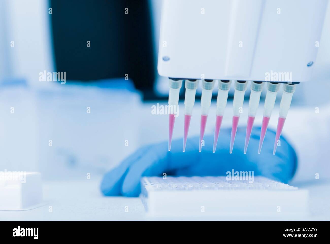 Assistant de laboratoire dans des gants expérience scientifique avec l'aide d'une pipette de gros Banque D'Images