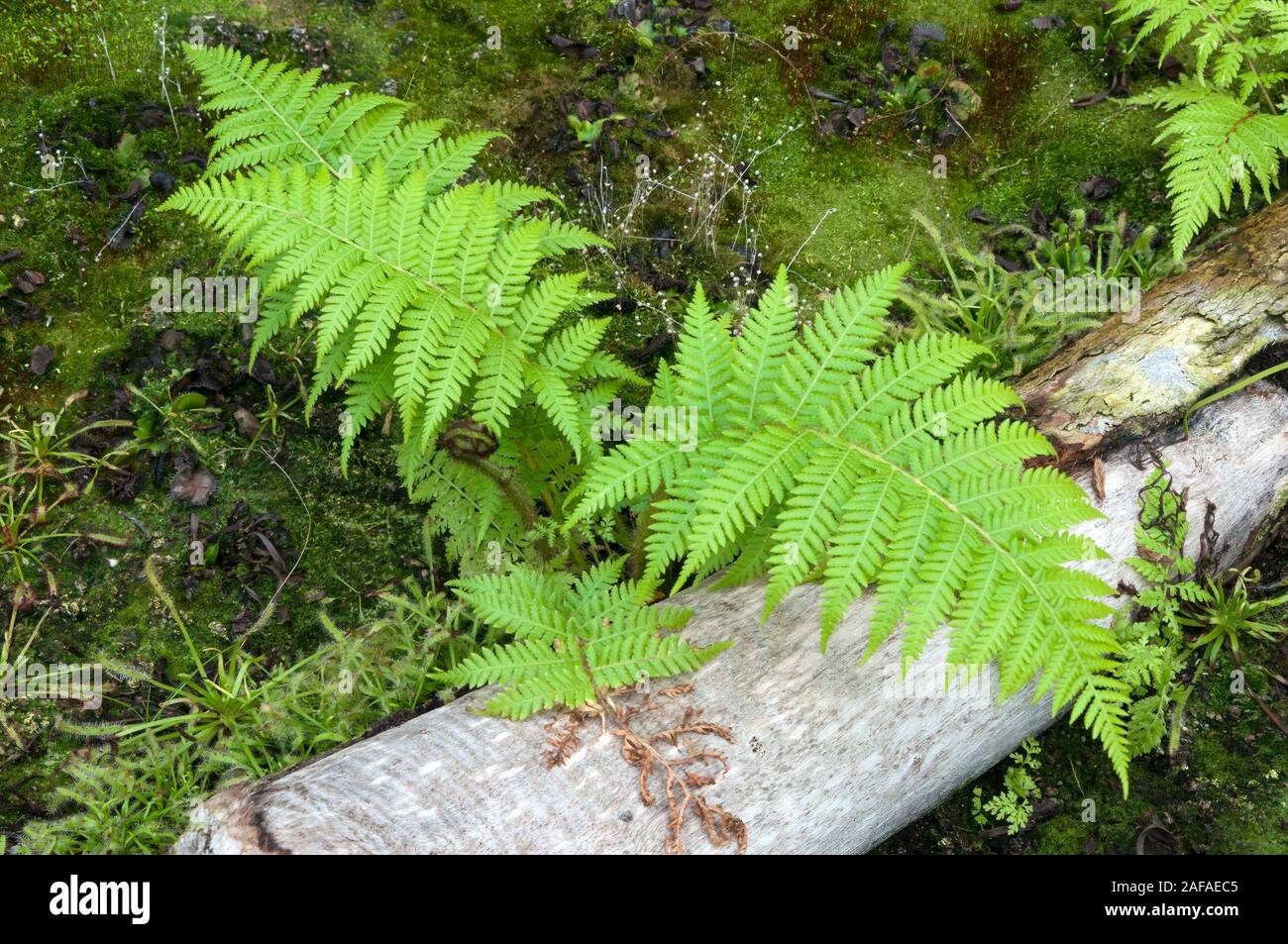 Sydney, Australie, vue de bog avec fern et rossolis plantes qui poussent sur un journal de mort Banque D'Images