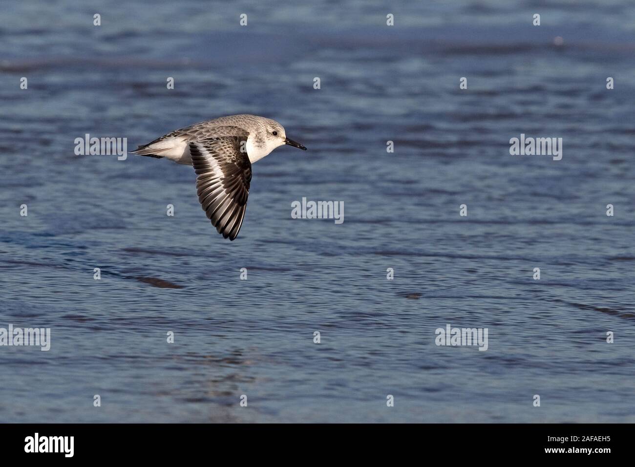 Bécasseau sanderling (Calidris alba) Banque D'Images