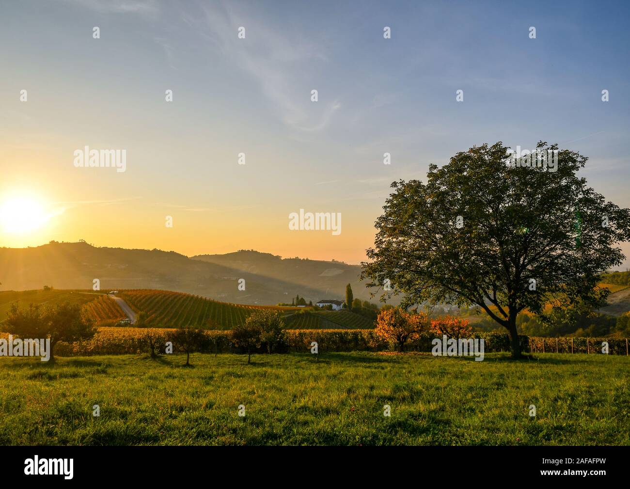 Vue panoramique du rétroéclairage de la vigne, des collines des Langhe UNESCO World Heritage Site, au coucher du soleil en automne avec un grand chêne, Alba, Coni, Piémont, Italie Banque D'Images