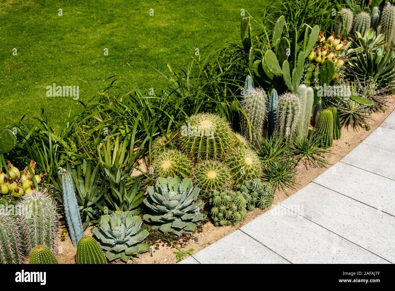Jardin de cactus, variété de cactus mini - décoration Banque D'Images