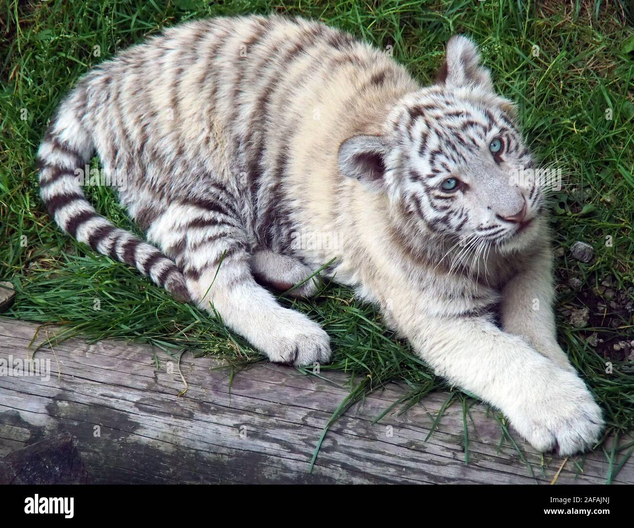 Mignon Petit Tigre Blanc Photo Stock Alamy Mignon Petit Tigre Blanc Photo Stock Alamy
