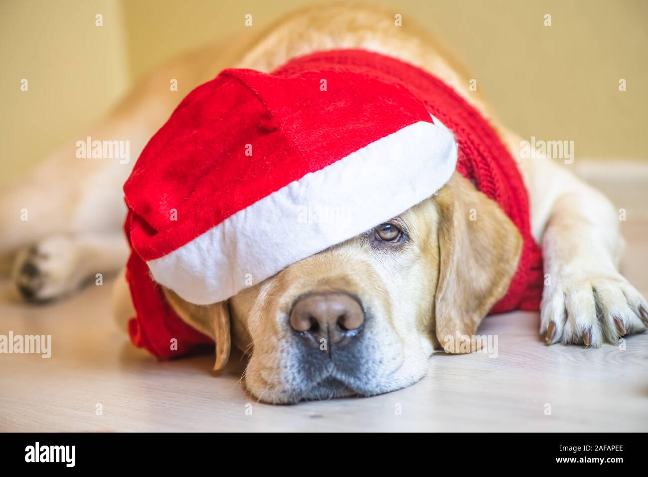 Chien Labrador dans une nouvelle année, la pac. Nouvelle Année. Noël Banque D'Images