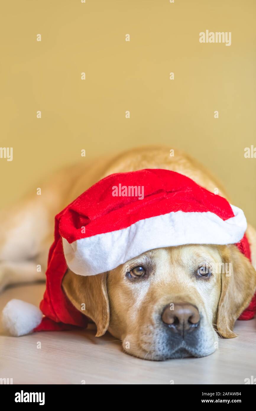 Chien Labrador dans une nouvelle année, la pac. Nouvelle Année. Noël. vertical. copy space Banque D'Images