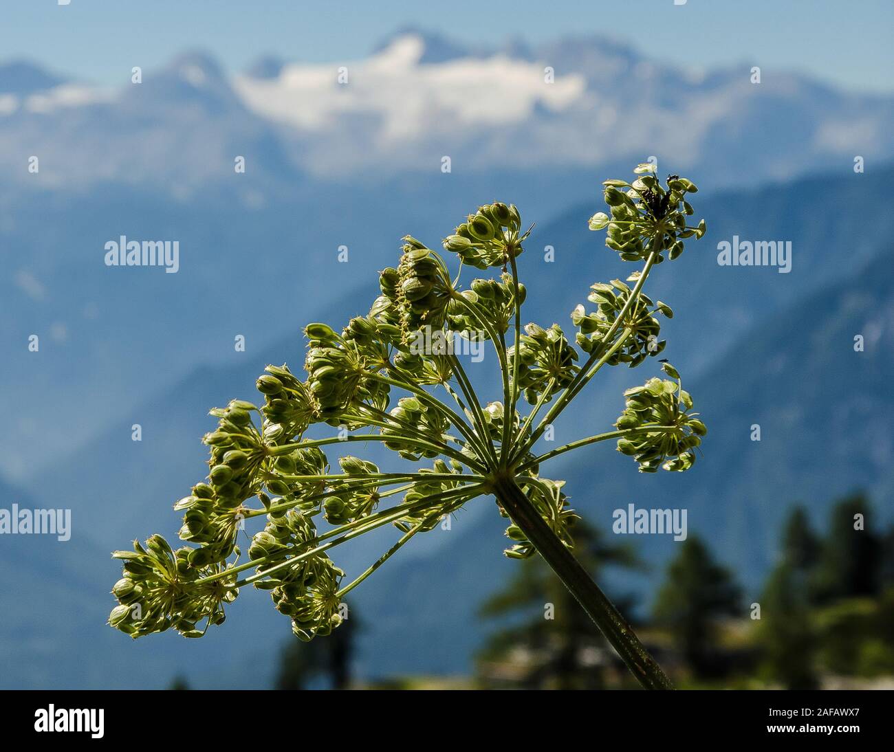 Conium maculatum, la pruche ou de la ciguë, est une plante herbacée bisannuelle très toxiques des plantes à fleurs de la famille des Apiaceae. Banque D'Images