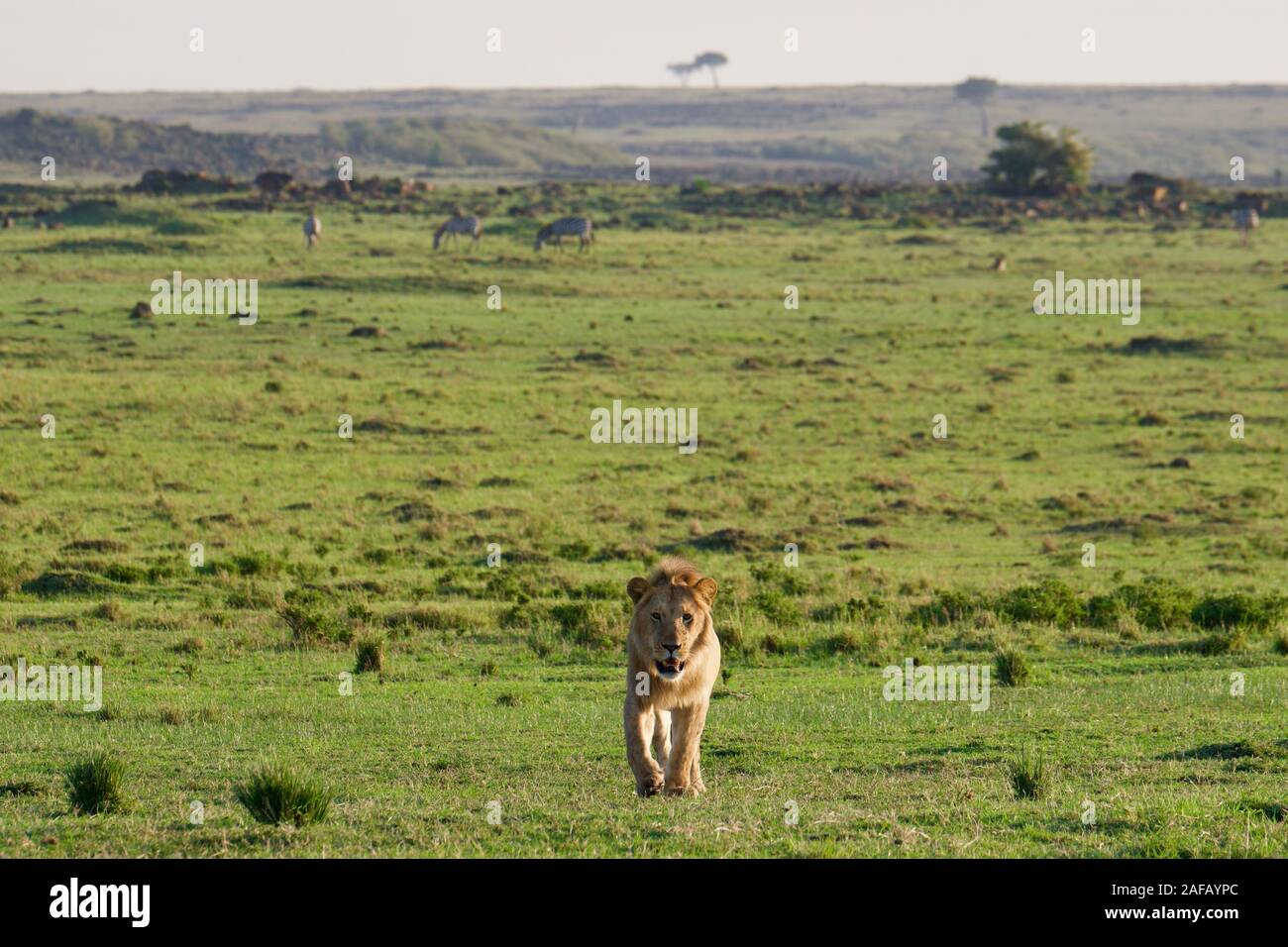 Fabulous lions dans le Maasai Mara Banque D'Images