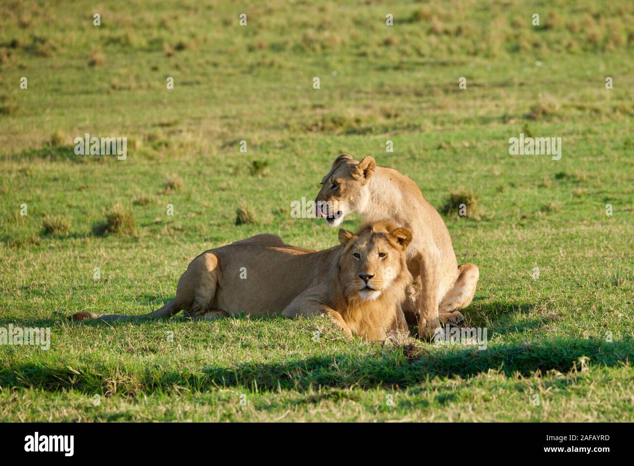 Fabulous lions dans le Maasai Mara Banque D'Images