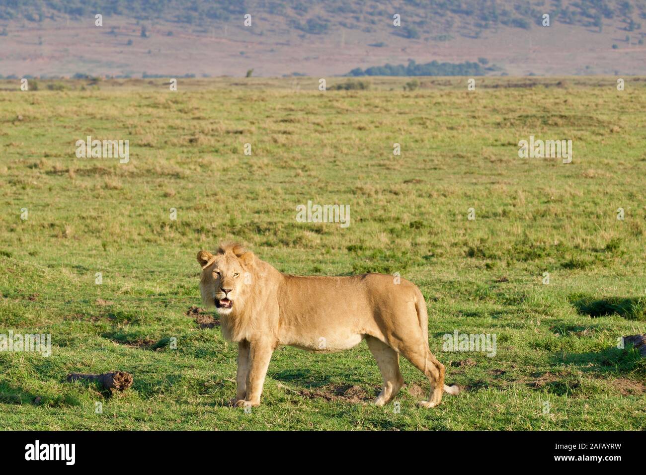 Fabulous lions dans le Maasai Mara Banque D'Images