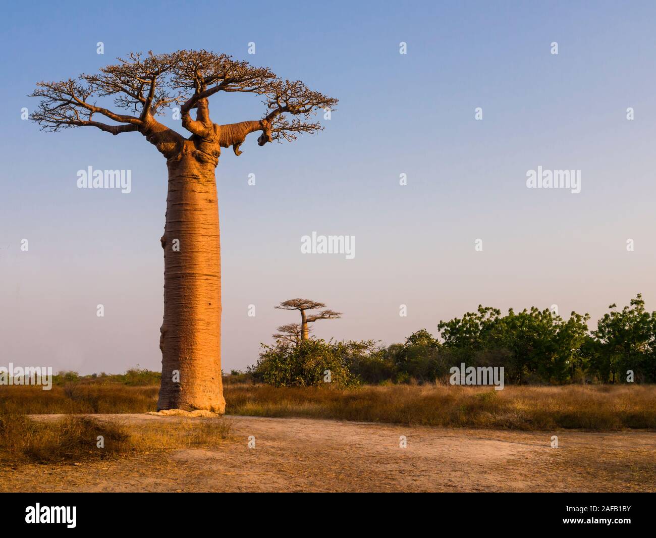 Paysage africain avec majestueux baobab, Morondava, Madagascar Banque D'Images