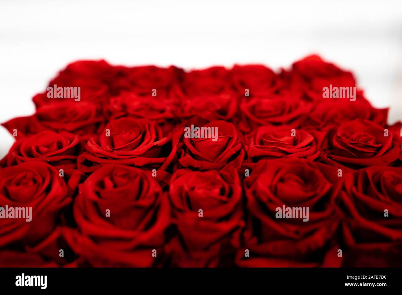 Roses rouges sur fond blanc Banque D'Images