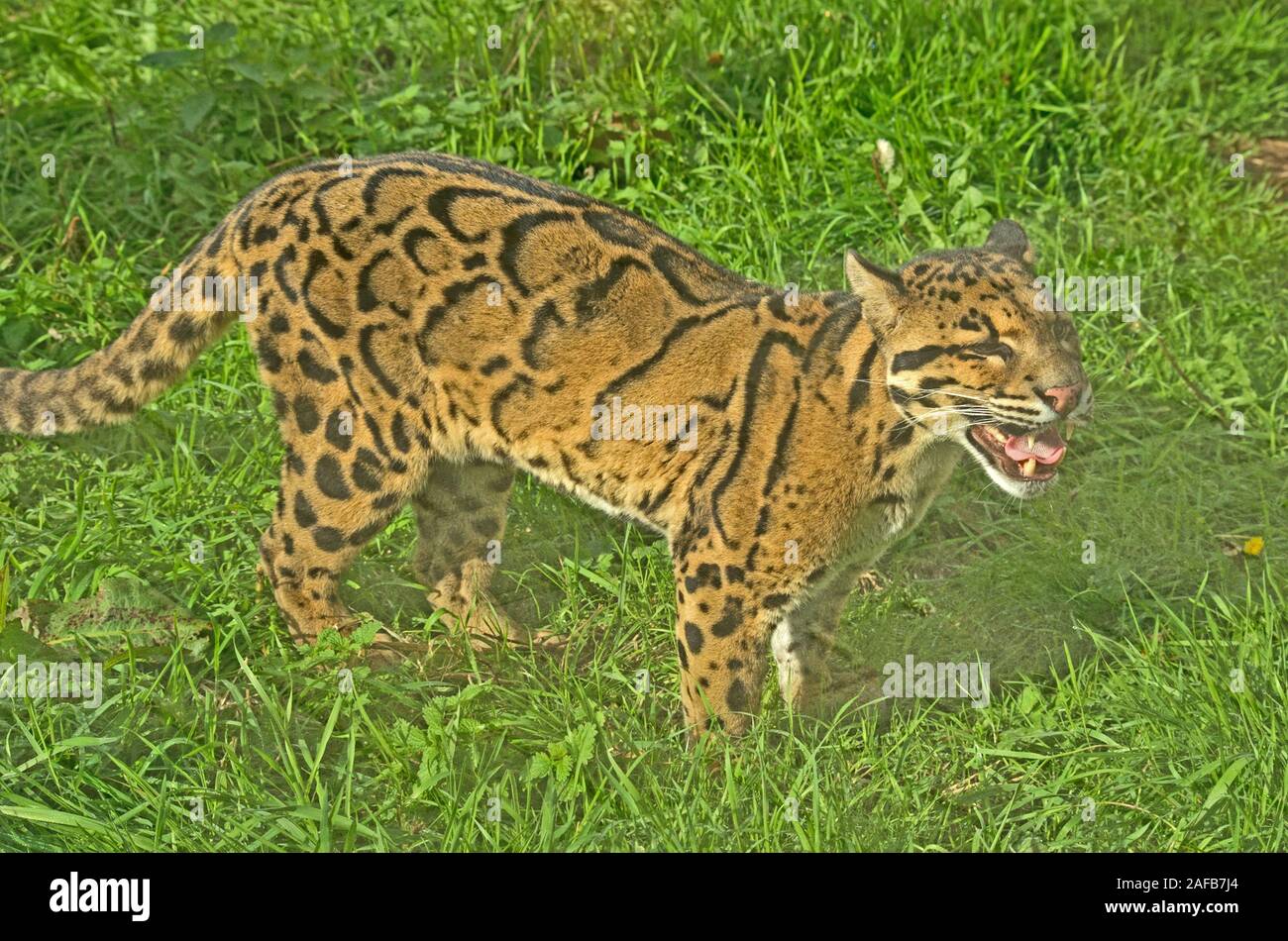 Cloued Leoard Neofelis nebulosa Asie Banque D'Images