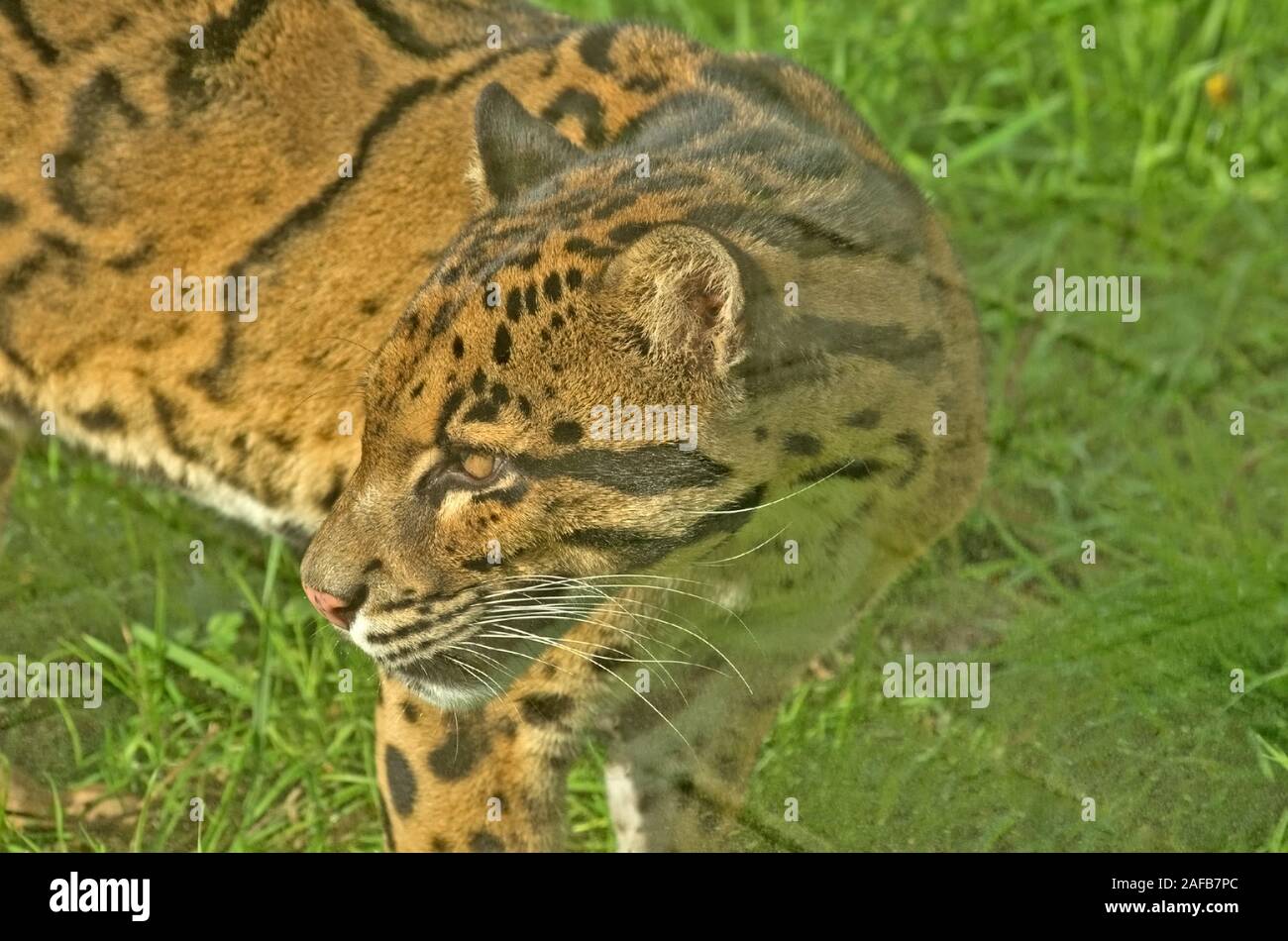 Cloued Leoard Neofelis nebulosa Asie Banque D'Images