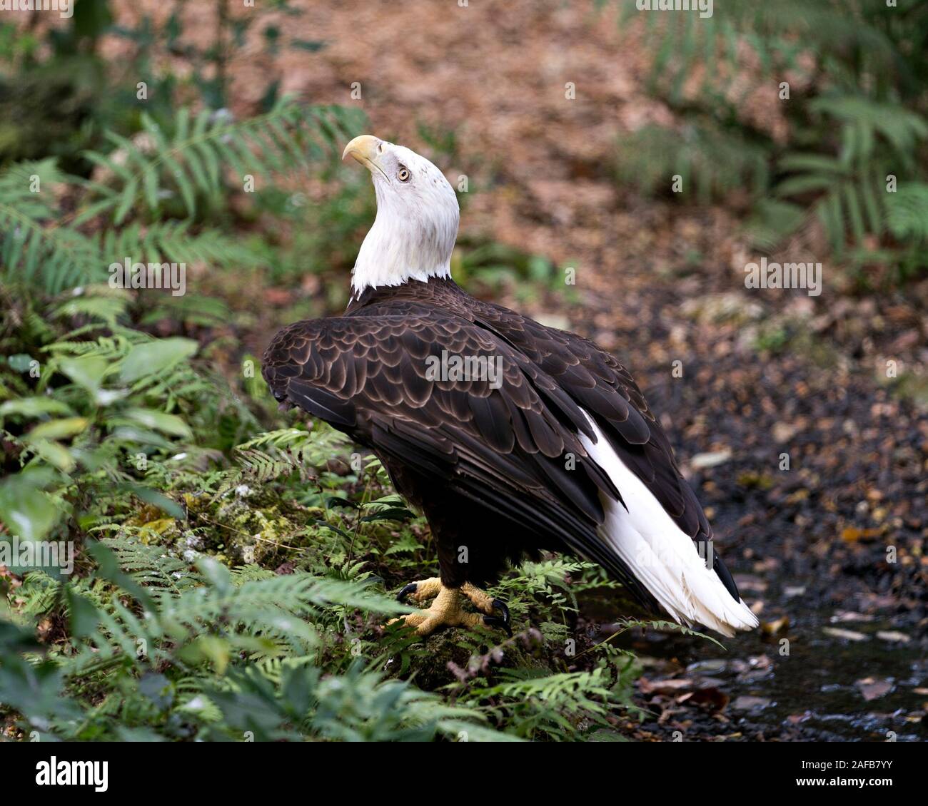 Bald Eagle bird close-up dans l'eau à la recherche vers le ciel avec le feuillage contexte affichant son plumage brun, tête blanche, bec, serres, whit Banque D'Images