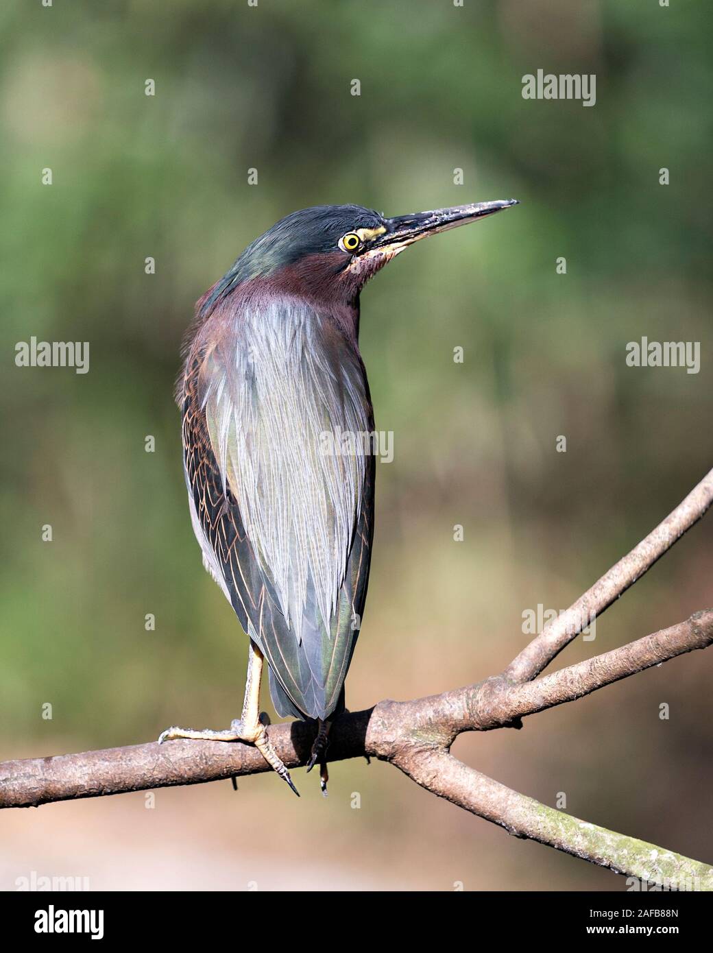 Oiseau Heron vert close-up profile perché sur une branche avec arrière-plan flou d'affichage de plumage, corps, tête, bec, oeil, pieds avec un arrière-plan flou Banque D'Images