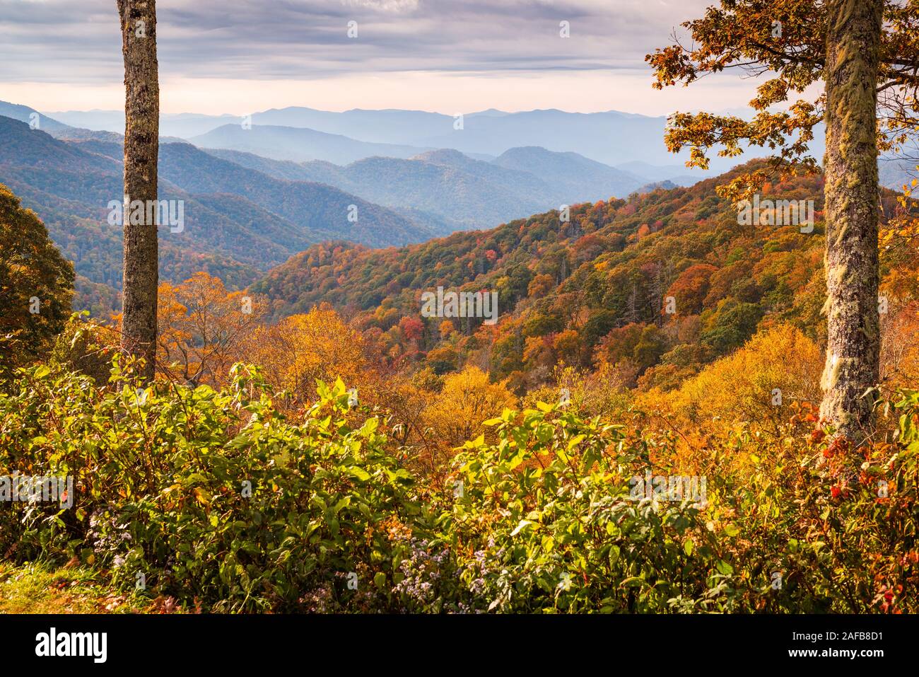 Smoky Mountains National Park, California, USA paysage d'automne à Newfound Gap. Banque D'Images