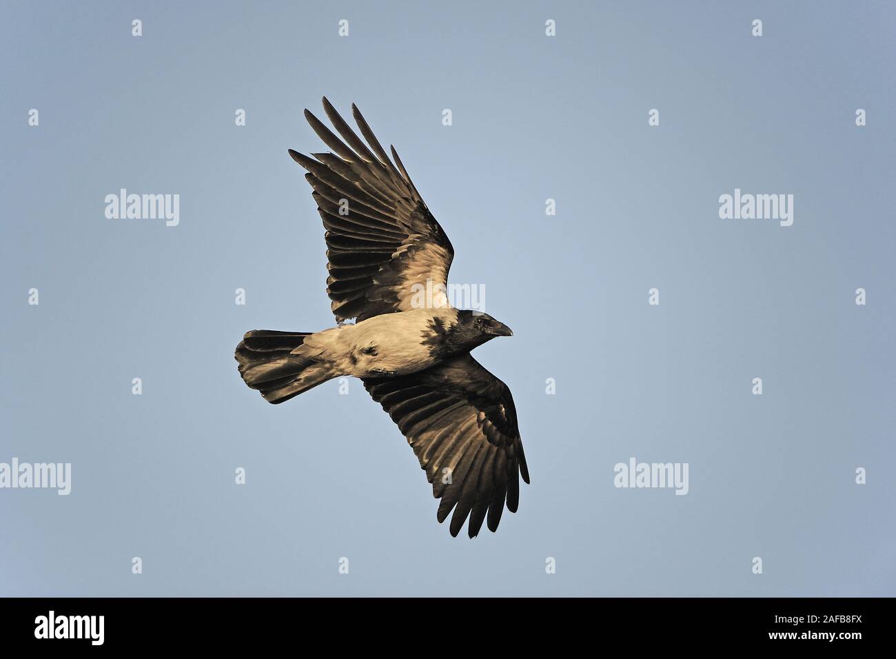 Nebelkraehe, Corvus corone cornix, fliegt im Abendlicht blauem vor Himmel Banque D'Images