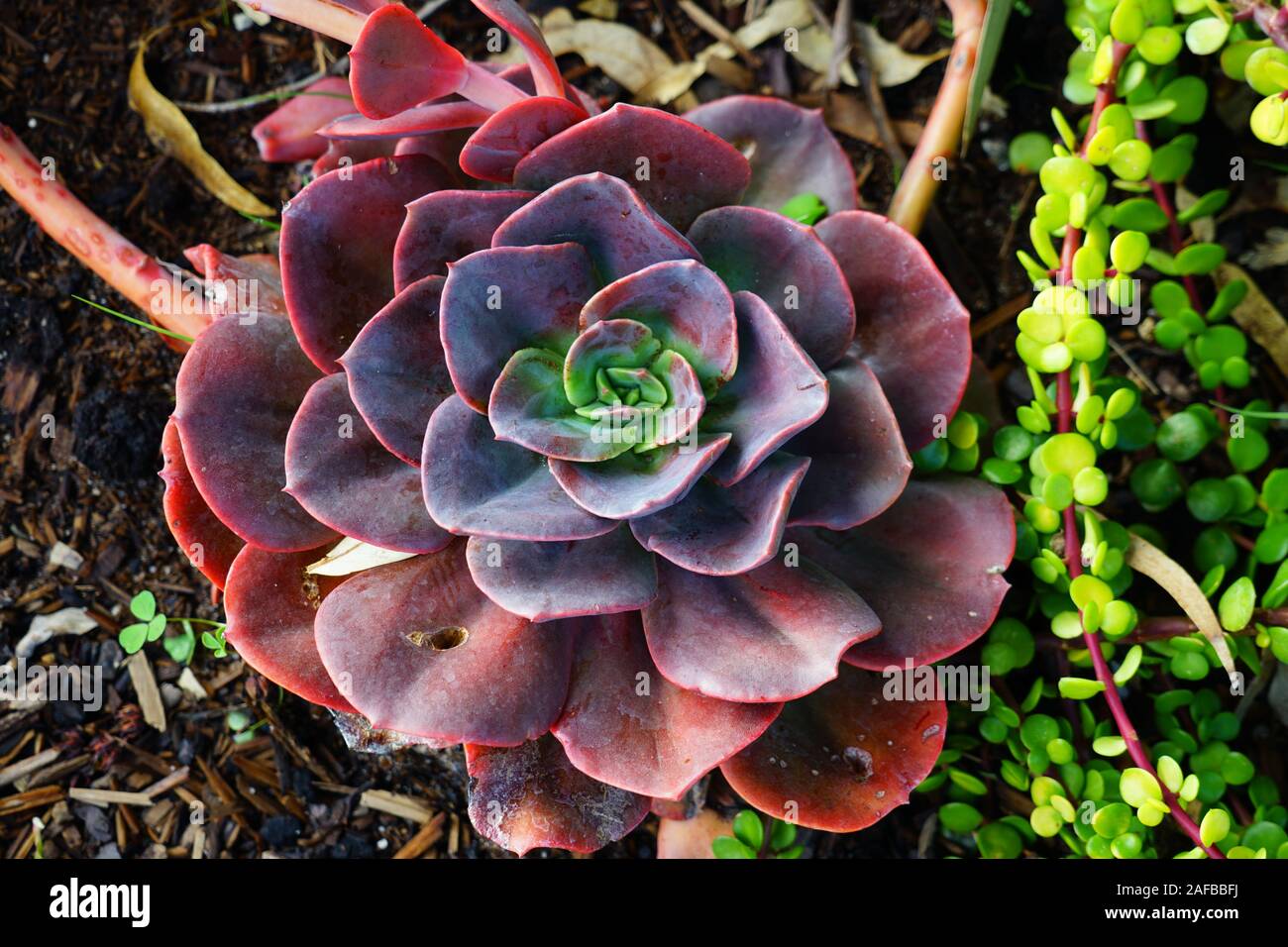 Vert et violet rosette de plante succulente Banque D'Images