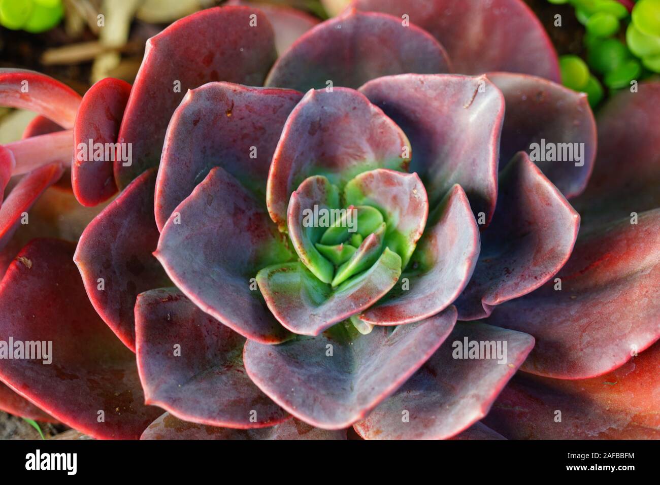 Vert et violet rosette de plante succulente Banque D'Images