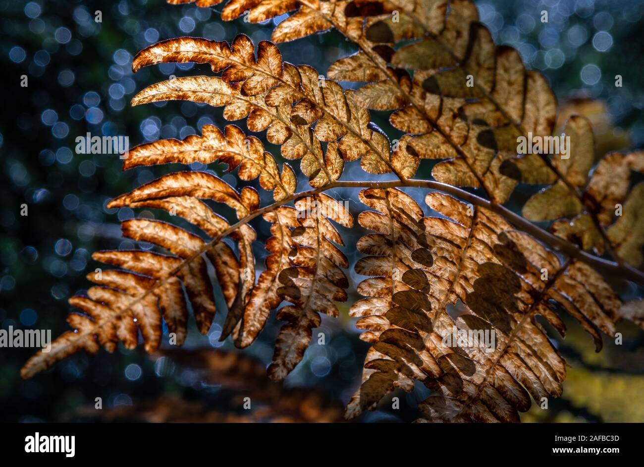 Belle couleur d'automne avec des feuilles couleur or et bleu bokeh background au jour d'automne en Finlande Banque D'Images