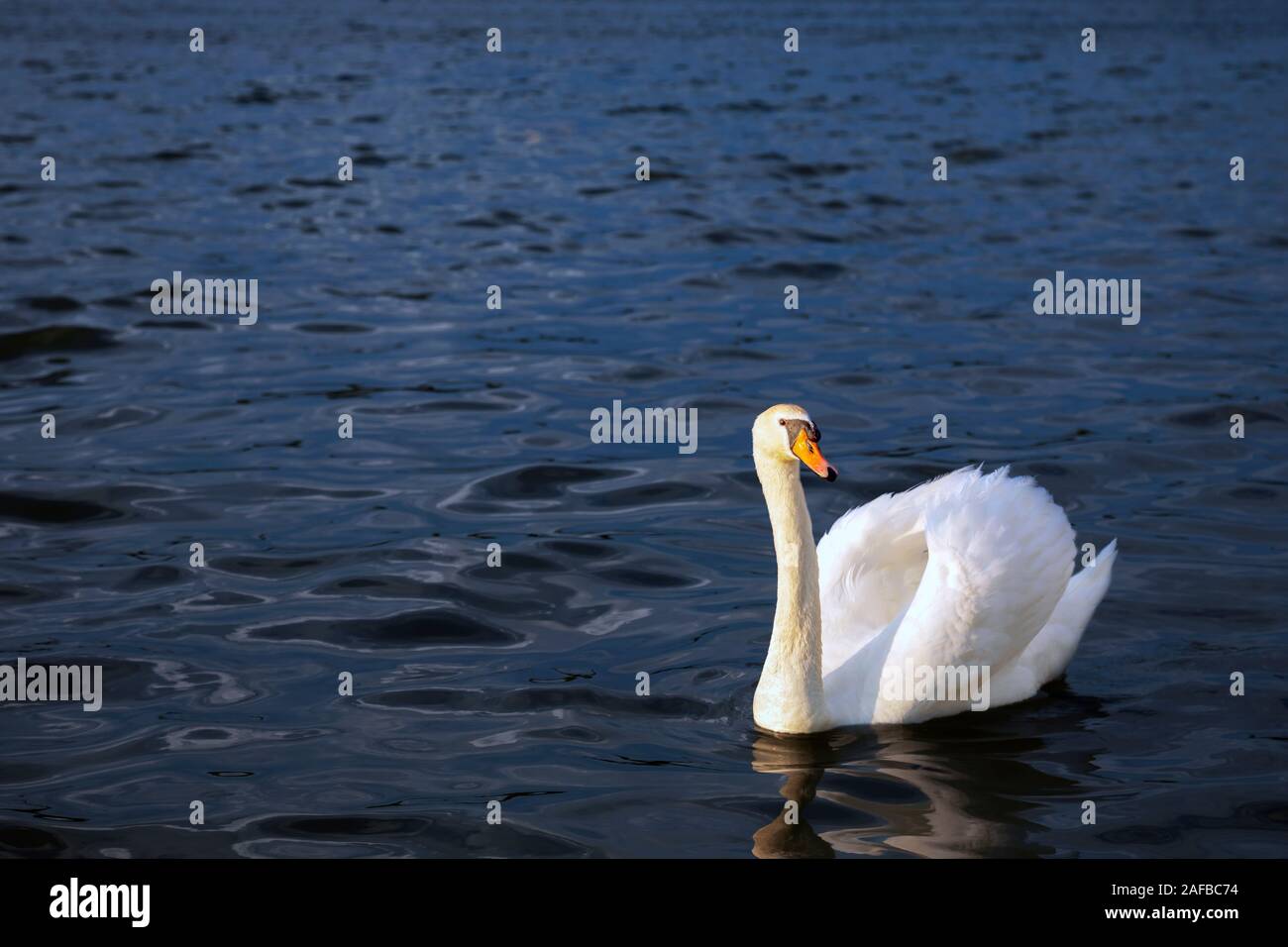 White Swan sauvages baignade dans le Danube. Droit Banque D'Images